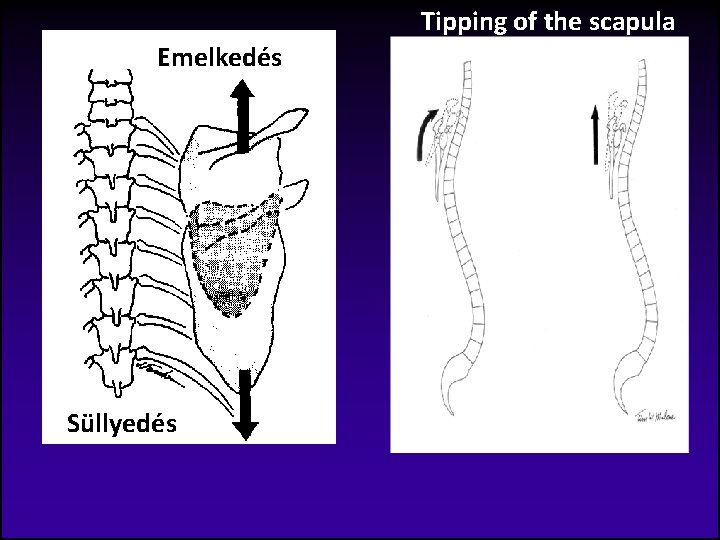 Tipping of the scapula Emelkedés Süllyedés 