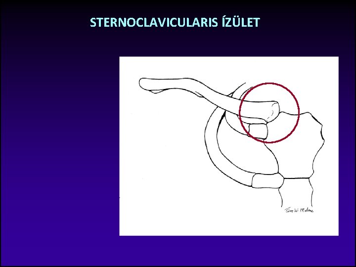 STERNOCLAVICULARIS ÍZÜLET 