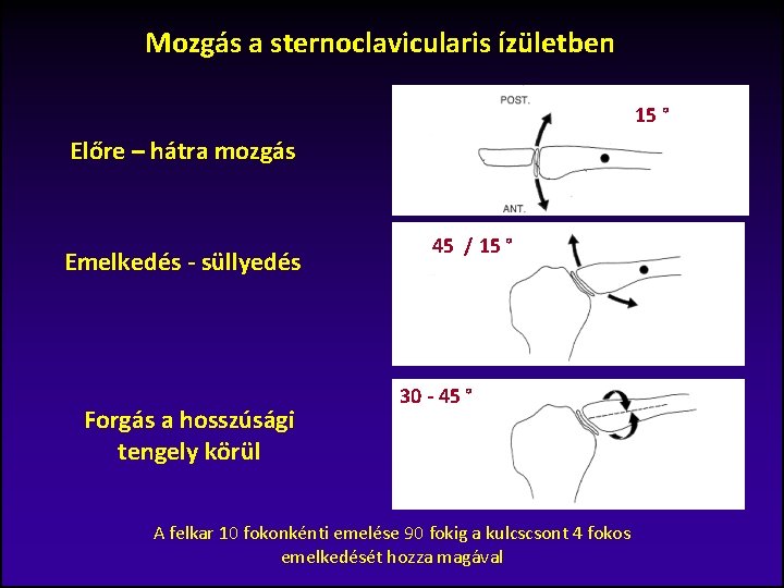 Mozgás a sternoclavicularis ízületben 15 ° Előre – hátra mozgás Emelkedés - süllyedés Forgás