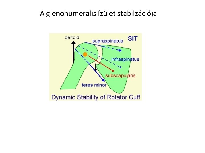 A glenohumeralis ízület stabilzációja 