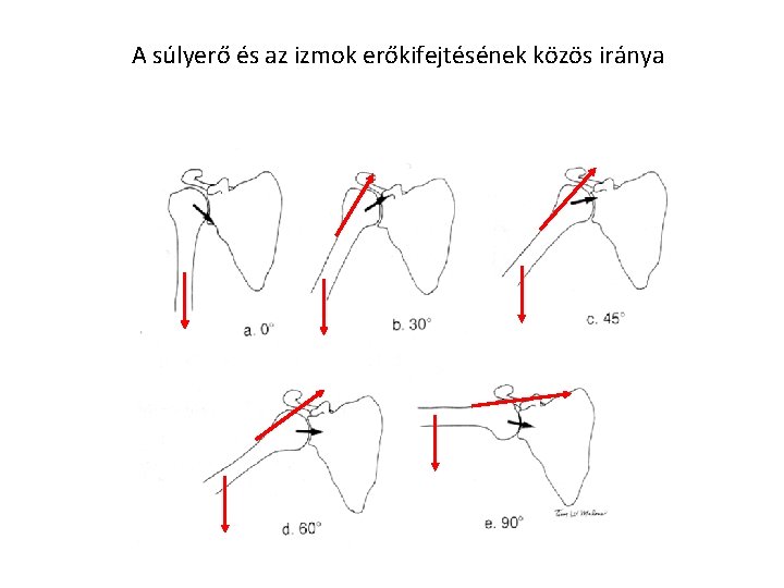 A súlyerő és az izmok erőkifejtésének közös iránya 