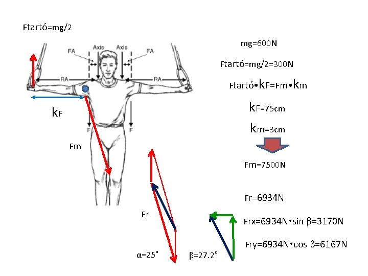 Ftartó=mg/2 mg=600 N Ftartó=mg/2=300 N Ftartó • k. F=Fm • km k. F=75 cm