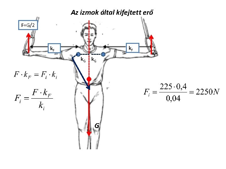 Az izmok által kifejtett erő F=G/2 k. F k. G G 