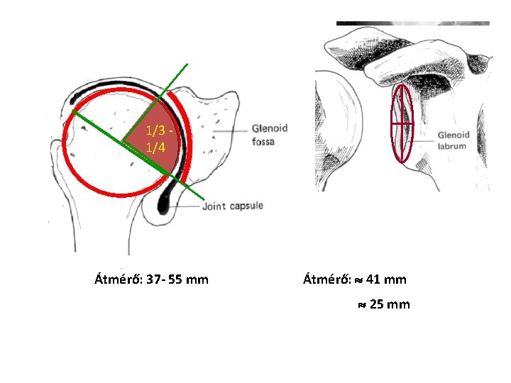 1/3 - 1/4 Átmérő: 37 - 55 mm Átmérő: 41 mm 25 mm 