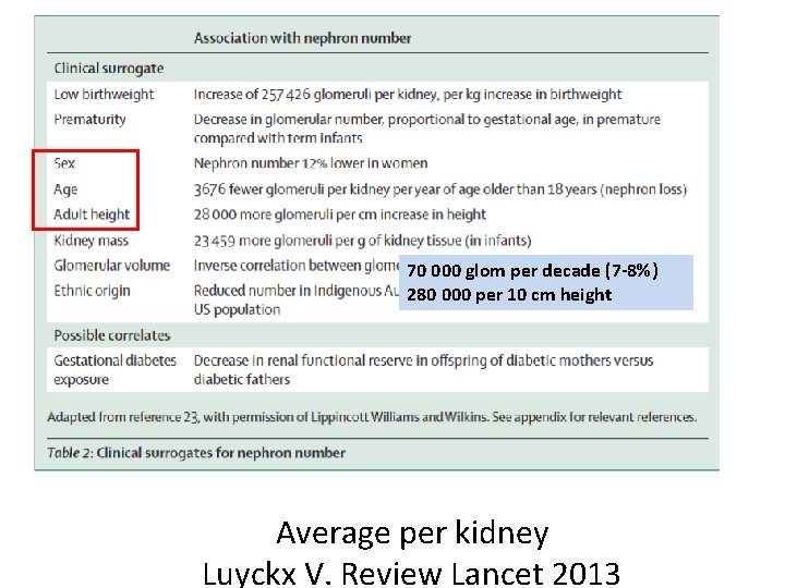 70 000 glom per decade (7 -8%) 280 000 per 10 cm height Average