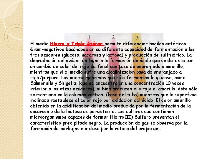 El medio Hierro y Triple Azúcar permite diferenciar bacilos entéricos Gram-negativos basándose en su