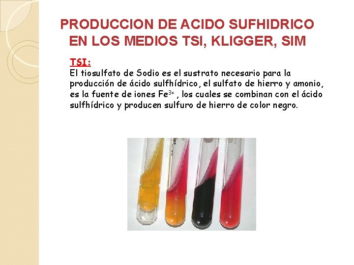 PRODUCCION DE ACIDO SUFHIDRICO EN LOS MEDIOS TSI, KLIGGER, SIM TSI: El tiosulfato de