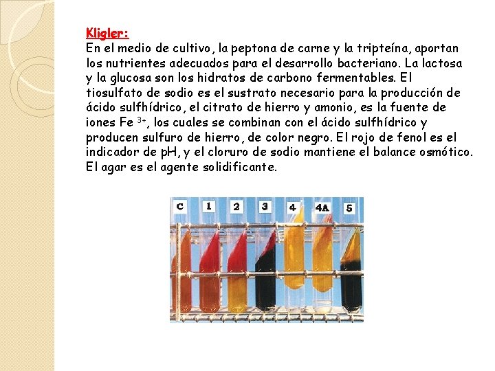 Kligler: En el medio de cultivo, la peptona de carne y la tripteína, aportan