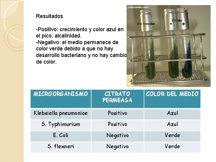 Resultados -Positivo: crecimiento y color azul en el pico, alcalinidad. -Negativo: el medio permanece