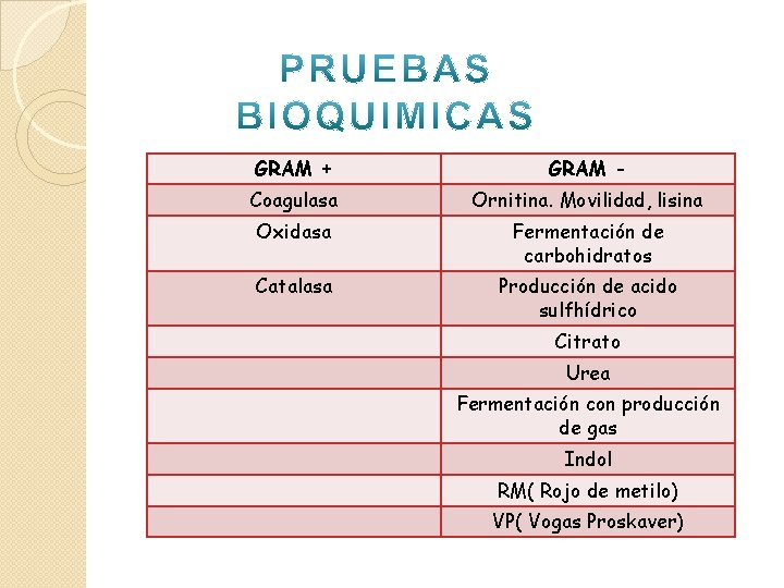 GRAM + GRAM - Coagulasa Ornitina. Movilidad, lisina Oxidasa Fermentación de carbohidratos Catalasa Producción