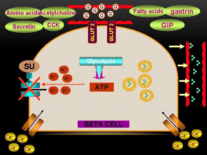 Amino acids. Acetylcholine CCK G GLUT 2 Secretin G G Fatty acids G gastrin