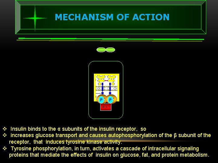 MECHANISM OF ACTION Tyrosine Kinase P IRS-1 v Insulin binds to the α subunits