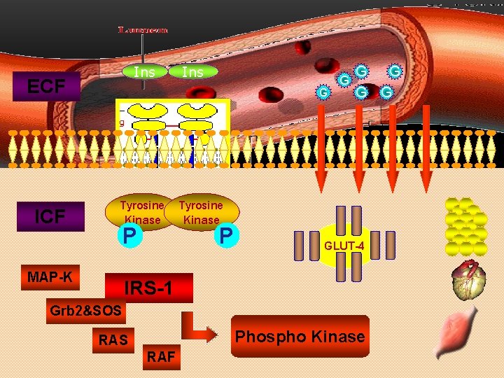Ins ECF Ins G Tyrosine Kinase P MAP-K G G G Tyrosine Kinase P