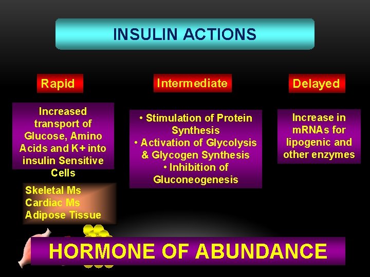INSULIN ACTIONS Rapid Increased transport of Glucose, Amino Acids and K+ into insulin Sensitive