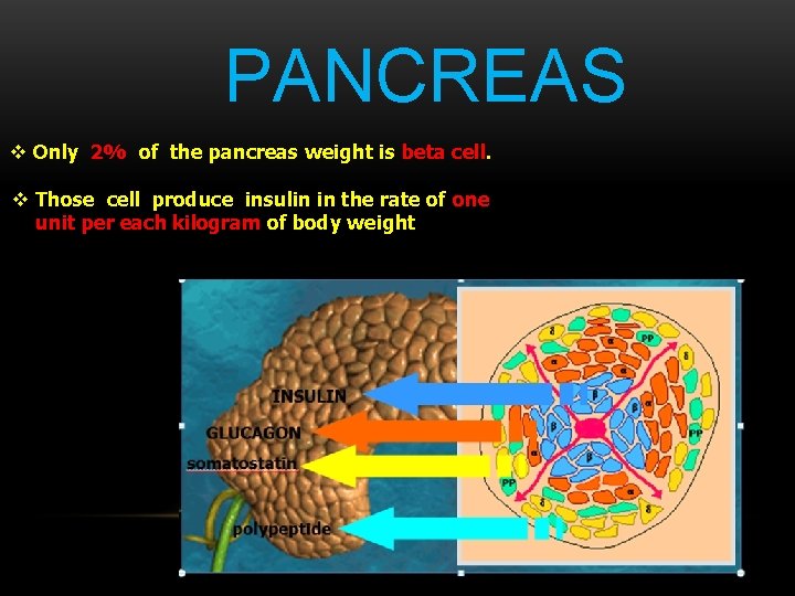 PANCREAS v Only 2% of the pancreas weight is beta cell. v Those cell