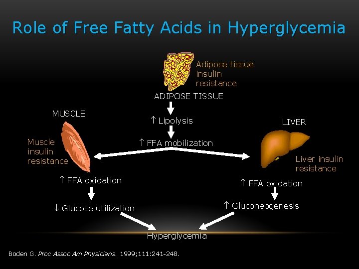 Role of Free Fatty Acids in Hyperglycemia Adipose tissue insulin resistance ADIPOSE TISSUE MUSCLE
