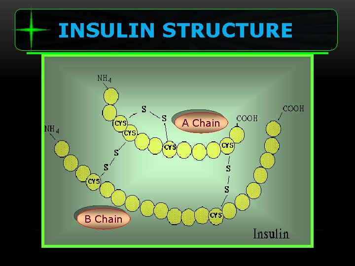 INSULIN STRUCTURE A Chain B Chain 