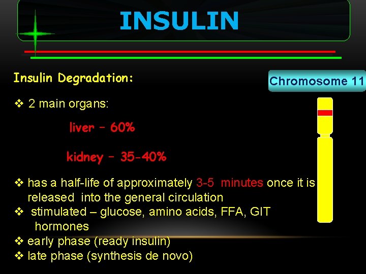 INSULIN Insulin Degradation: Chromosome 11 v 2 main organs: liver – 60% kidney –