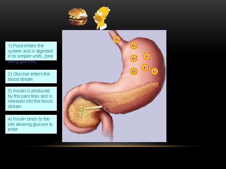 1) Food enters the system and is digested in to simpler units, [one being