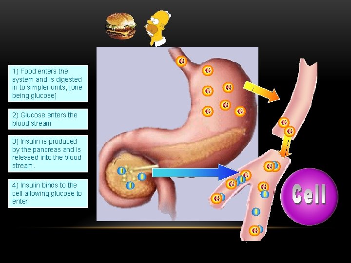 1) Food enters the system and is digested in to simpler units, [one being
