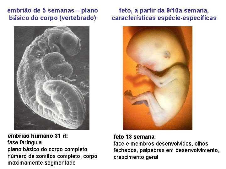 embrião de 5 semanas – plano básico do corpo (vertebrado) feto, a partir da