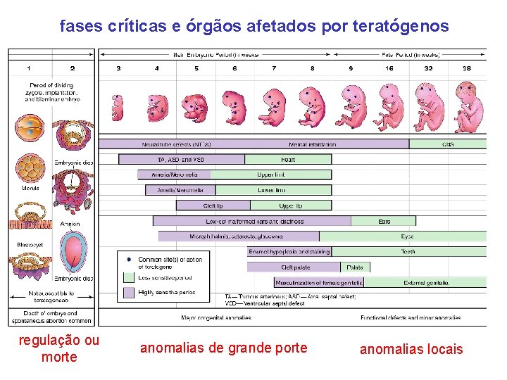 fases críticas e órgãos afetados por teratógenos regulação ou morte anomalias de grande porte