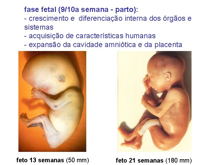 fase fetal (9/10 a semana - parto): - crescimento e diferenciação interna dos órgãos