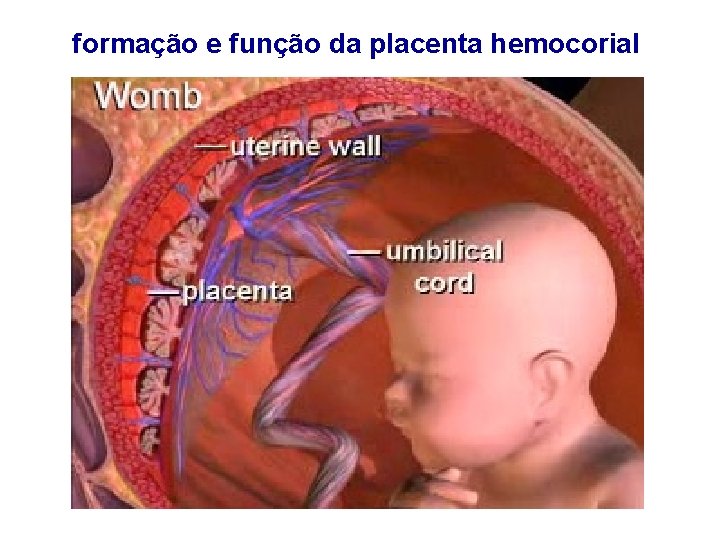 formação e função da placenta hemocorial 
