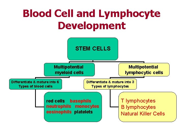 Blood Cell and Lymphocyte Development STEM CELLS Multipotential myeloid cells Differentiate & mature into