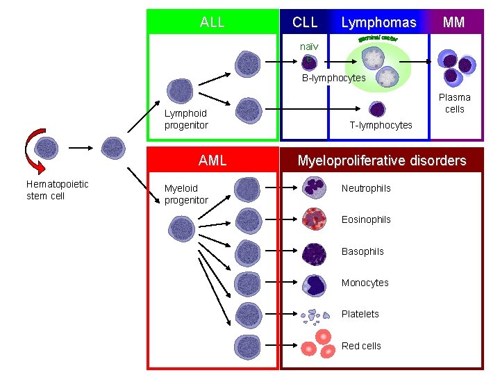 ALL CLL Lymphomas MM naïv e B-lymphocytes Lymphoid progenitor AML Hematopoietic stem cell Myeloid