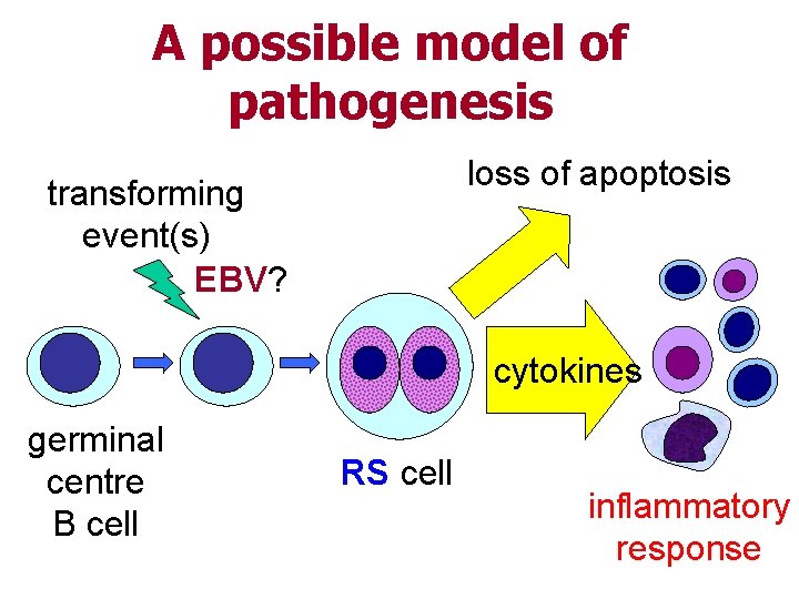 A possible model of pathogenesis loss of apoptosis transforming event(s) EBV? cytokines germinal centre