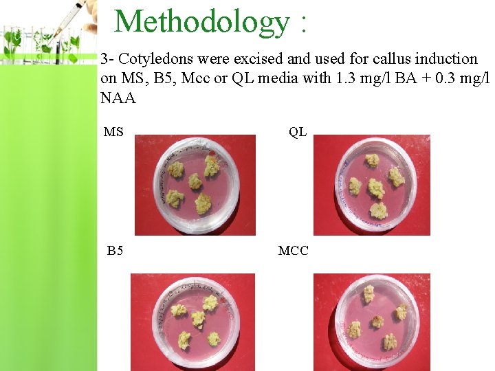 Methodology : 3 - Cotyledons were excised and used for callus induction on MS,