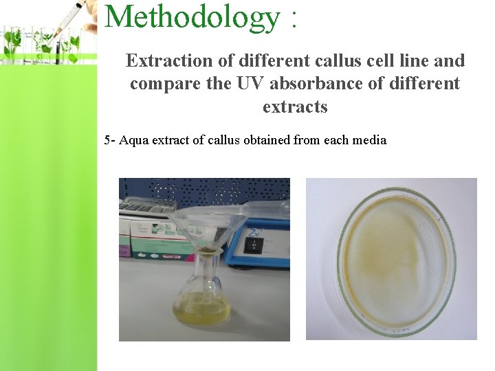 Methodology : Extraction of different callus cell line and compare the UV absorbance of