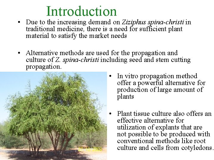  Introduction • Due to the increasing demand on Ziziphus spina-christi in traditional medicine,