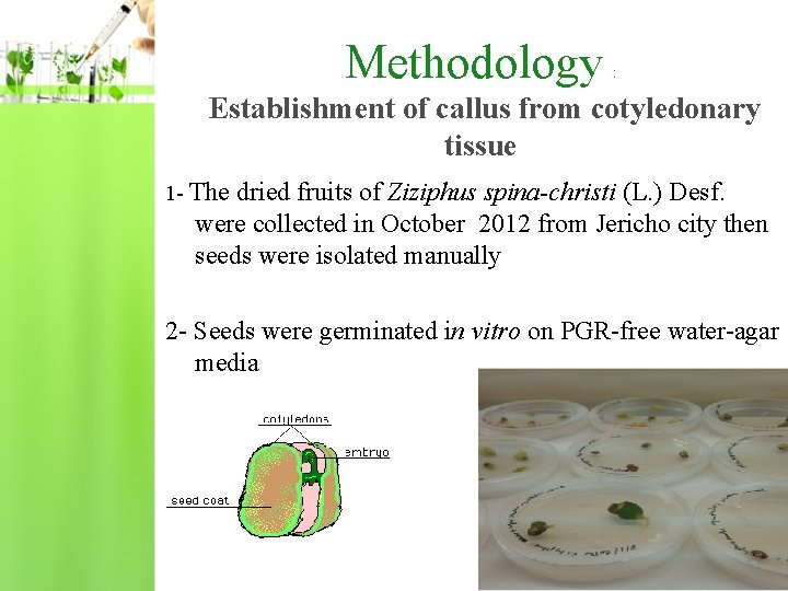 Methodology : Establishment of callus from cotyledonary tissue 1 - The dried fruits of