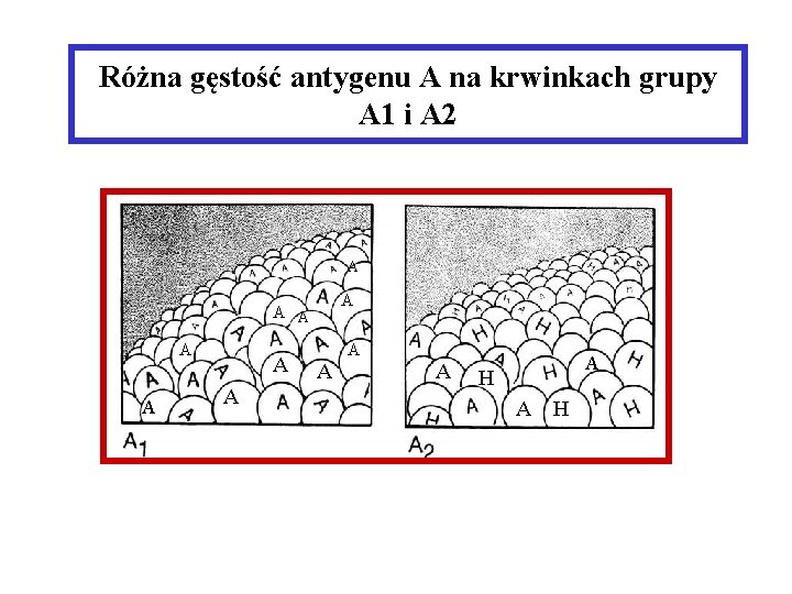 Różna gęstość antygenu A na krwinkach grupy A 1 i A 2 A A