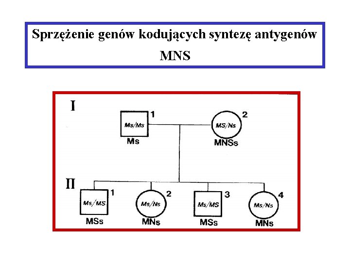 Sprzężenie genów kodujących syntezę antygenów MNS 