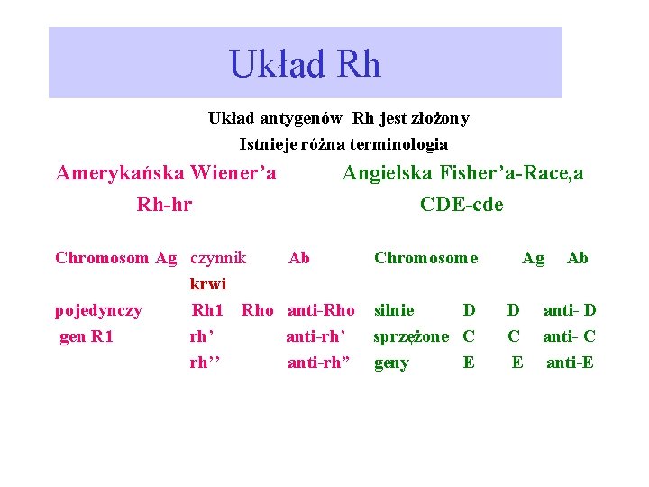 Układ Rh Układ antygenów Rh jest złożony Istnieje różna terminologia Amerykańska Wiener’a Angielska Fisher’a-Race,