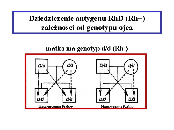 Dziedziczenie antygenu Rh. D (Rh+) zależnosci od genotypu ojca matka ma genotyp d/d (Rh-)