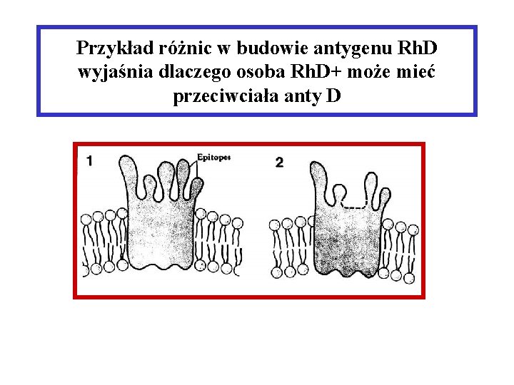 Przykład różnic w budowie antygenu Rh. D wyjaśnia dlaczego osoba Rh. D+ może mieć