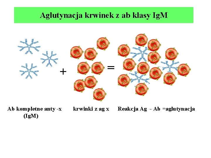 Aglutynacja krwinek z ab klasy Ig. M + = Ab kompletne anty -x krwinki