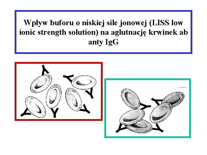 Wpływ buforu o niskiej sile jonowej (LISS low ionic strength solution) na aglutnację krwinek