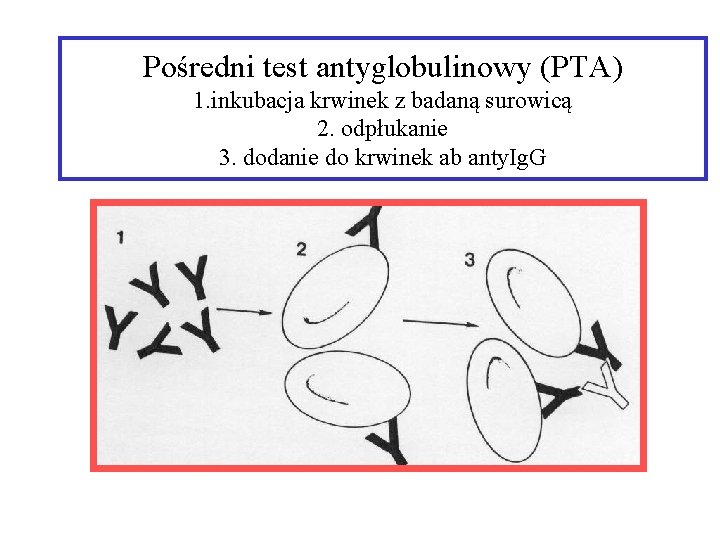 Pośredni test antyglobulinowy (PTA) 1. inkubacja krwinek z badaną surowicą 2. odpłukanie 3. dodanie