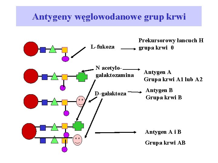 Antygeny węglowodanowe grup krwi Prekursorowy łancuch H grupa krwi 0 L-fukoza N acetylogalaktozamina D-galaktoza