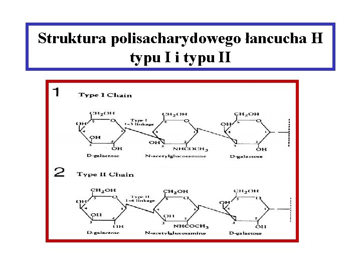 Struktura polisacharydowego łancucha H typu I i typu II 