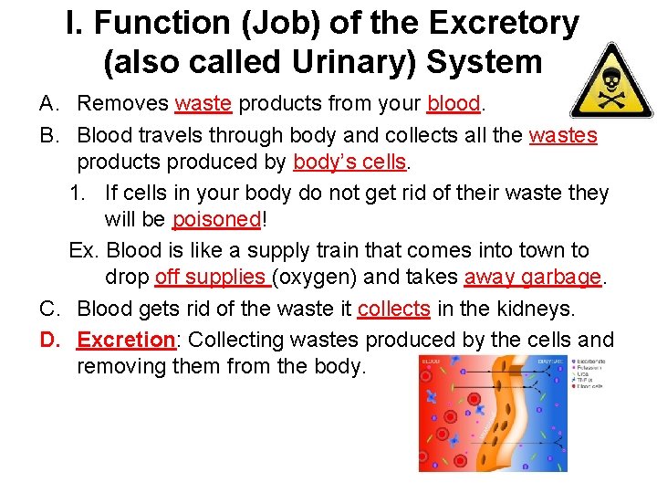 I. Function (Job) of the Excretory (also called Urinary) System A. Removes waste products