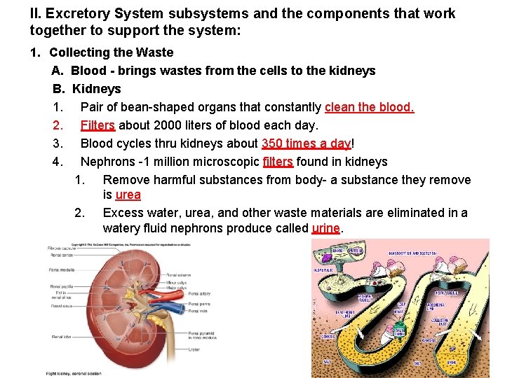 ll. Excretory System subsystems and the components that work together to support the system: