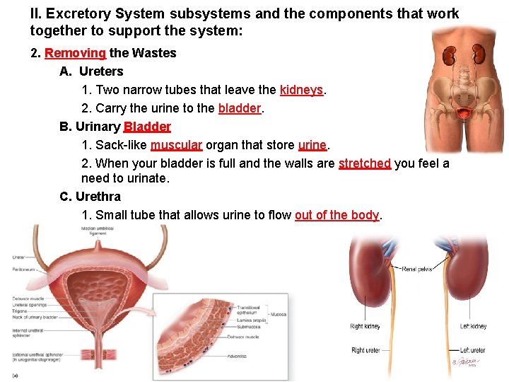 ll. Excretory System subsystems and the components that work together to support the system: