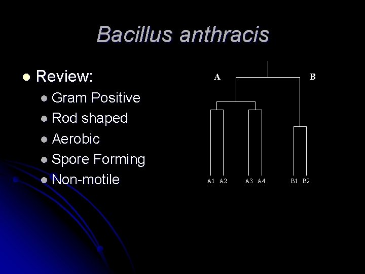 Bacillus anthracis l Review: Positive l Rod shaped l Aerobic l Spore Forming l