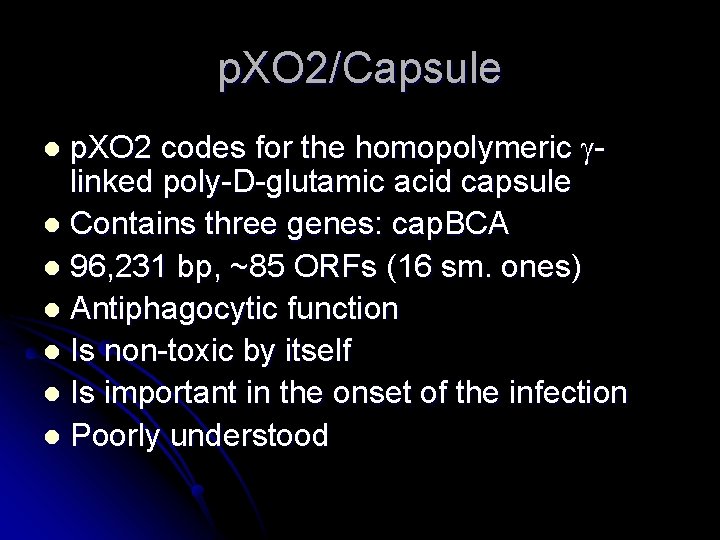 p. XO 2/Capsule p. XO 2 codes for the homopolymeric linked poly-D-glutamic acid capsule